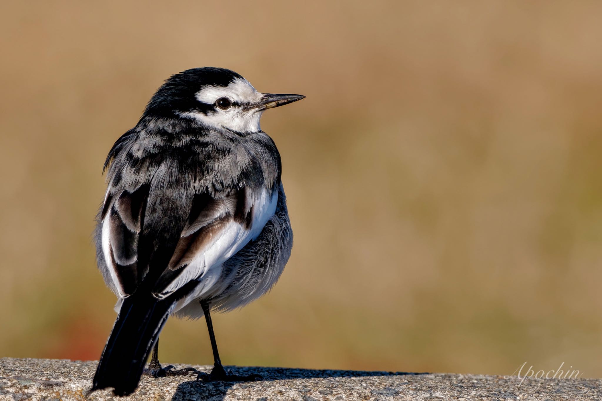 White Wagtail