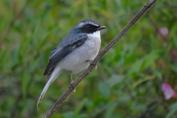 Grey Bush Chat ウッタランチャル Sun, 10/1/2023