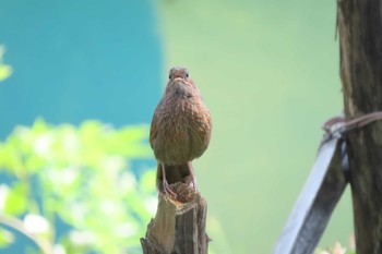 Streaked Laughingthrush