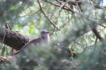 Spotted Dove ウッタランチャル Fri, 9/8/2023