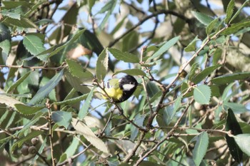 Green-backed Tit ウッタランチャル Sat, 9/16/2023