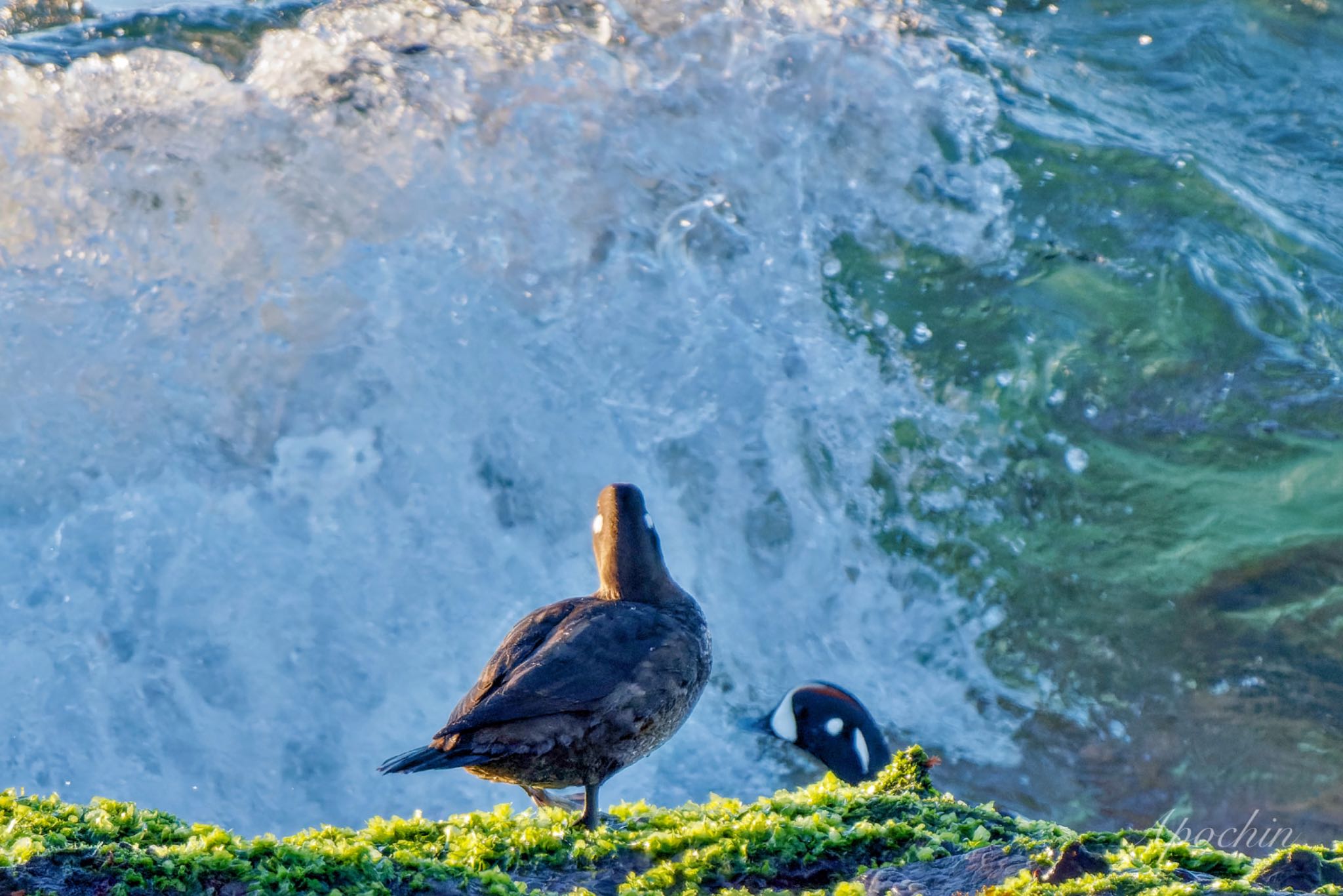 Harlequin Duck