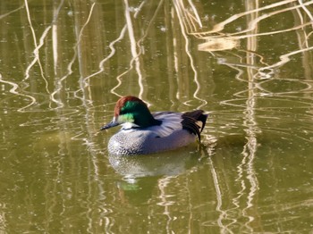 Falcated Duck 境川遊水地公園 Tue, 12/26/2023