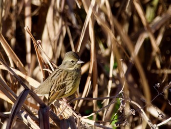 Masked Bunting 境川遊水地公園 Tue, 12/26/2023