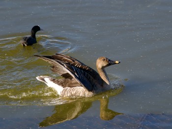 Taiga Bean Goose 境川遊水地公園 Tue, 12/26/2023