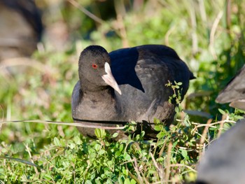 Eurasian Coot 境川遊水地公園 Tue, 12/26/2023