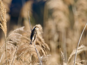 Common Reed Bunting 境川遊水地公園 Tue, 12/26/2023