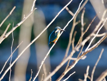 Common Kingfisher 境川遊水地公園 Tue, 12/26/2023