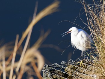 Little Egret 境川遊水地公園 Tue, 12/26/2023