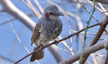 Brown-eared Bulbul 磐田大池 Sat, 12/23/2023