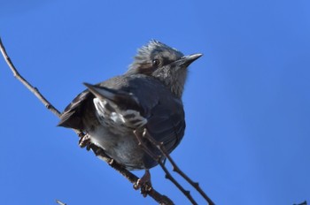 Brown-eared Bulbul 磐田大池 Sat, 12/23/2023