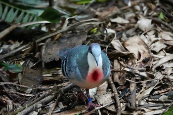 Luzon Bleeding-heart Taronga Zoo Sydney  Mon, 7/2/2018