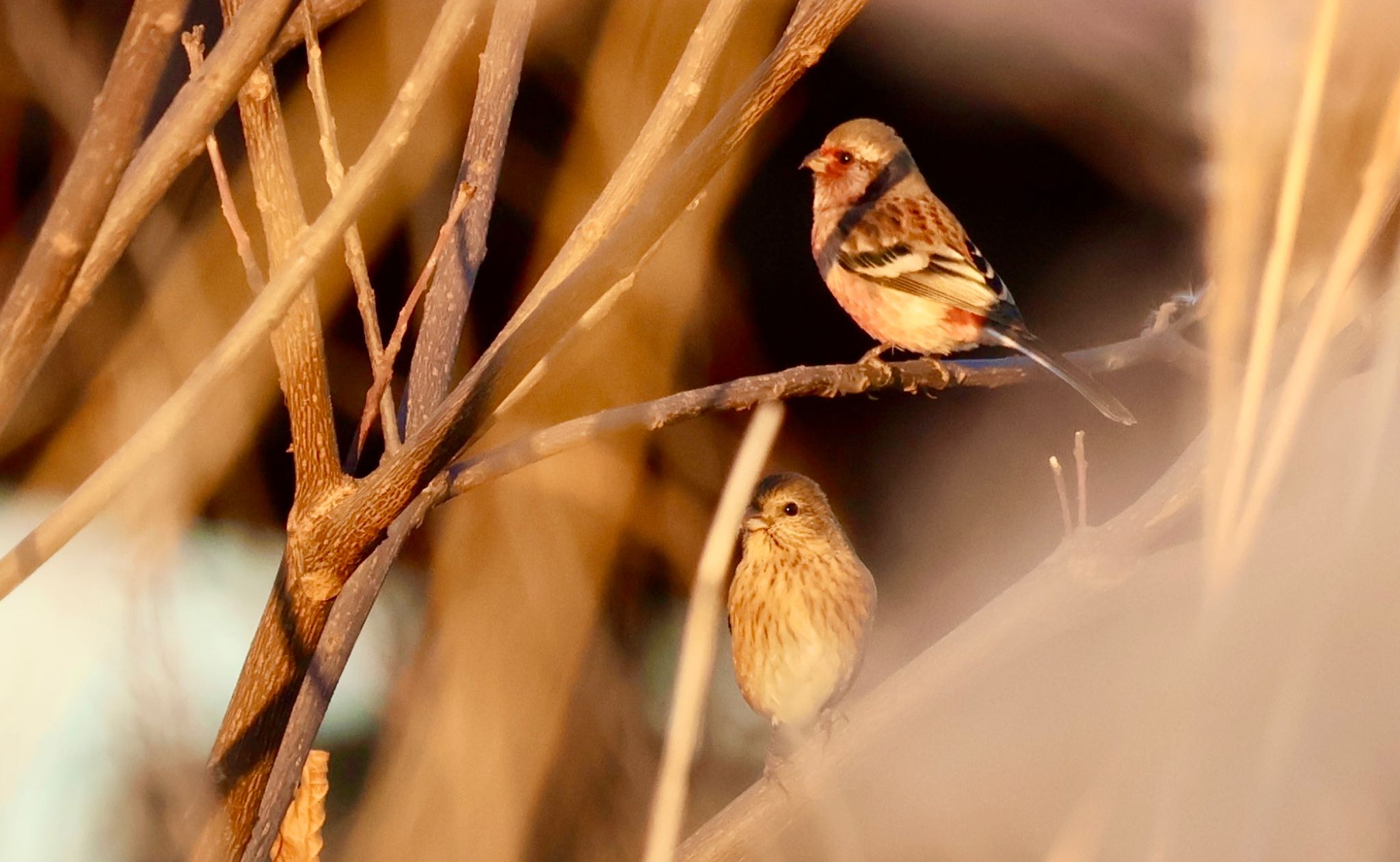 Siberian Long-tailed Rosefinch