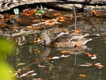 マガモ 馬見丘陵公園 2023年12月9日(土)