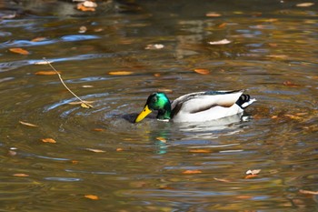 マガモ 馬見丘陵公園 2023年12月9日(土)