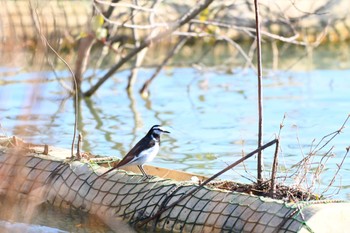 ハクセキレイ 馬見丘陵公園 2023年12月9日(土)