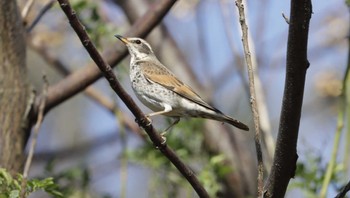 Dusky Thrush 和歌山 Mon, 12/25/2023