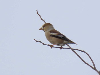 Hawfinch 平筒沼(宮城県登米市) Tue, 12/26/2023