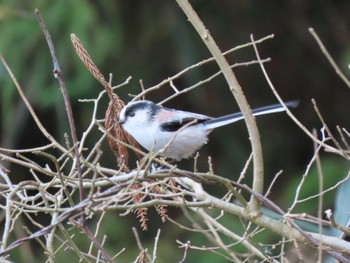 Long-tailed Tit 平筒沼(宮城県登米市) Tue, 12/26/2023