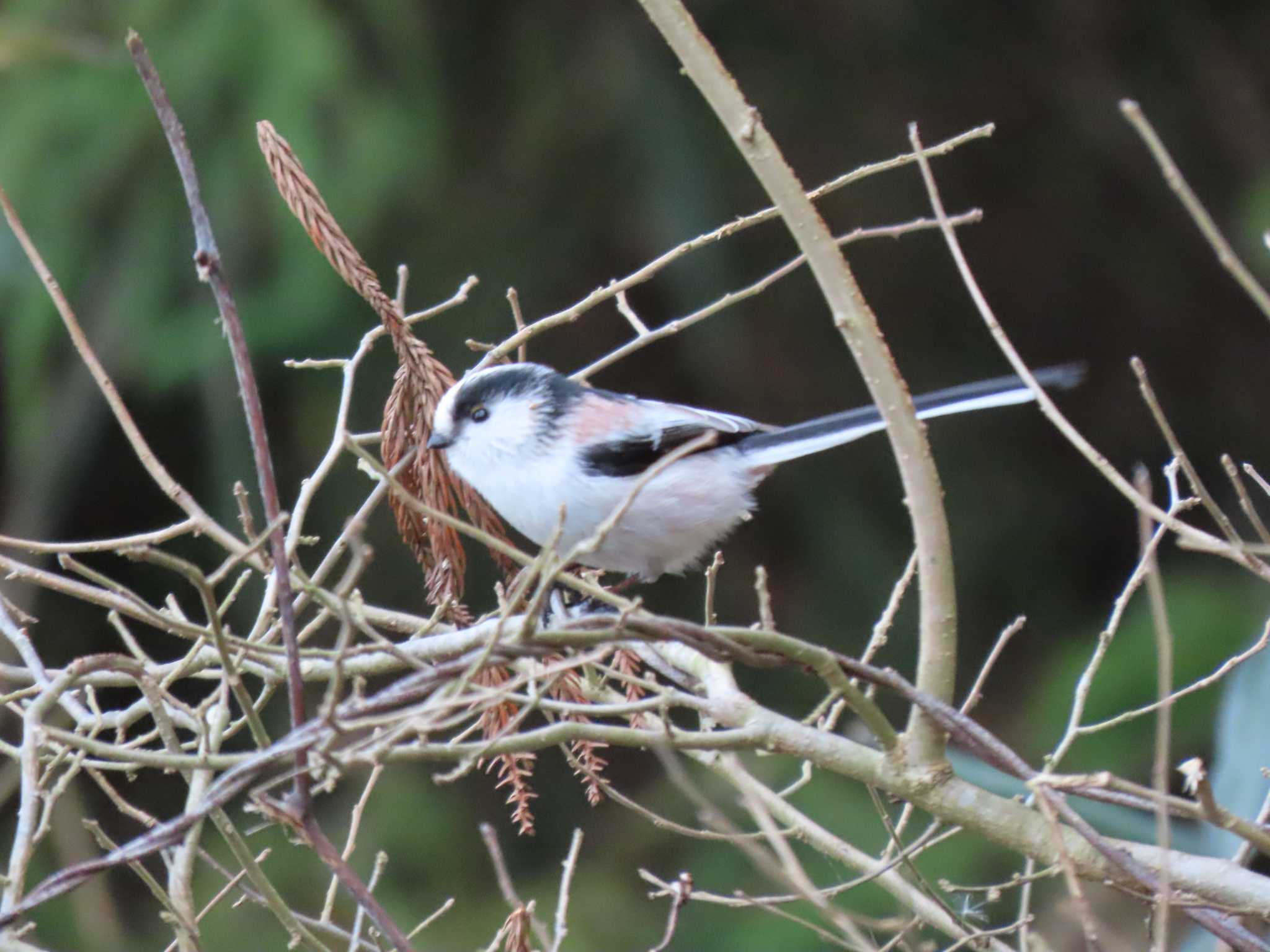 Long-tailed Tit