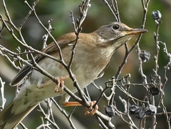 2023年12月26日(火) 江津湖の野鳥観察記録