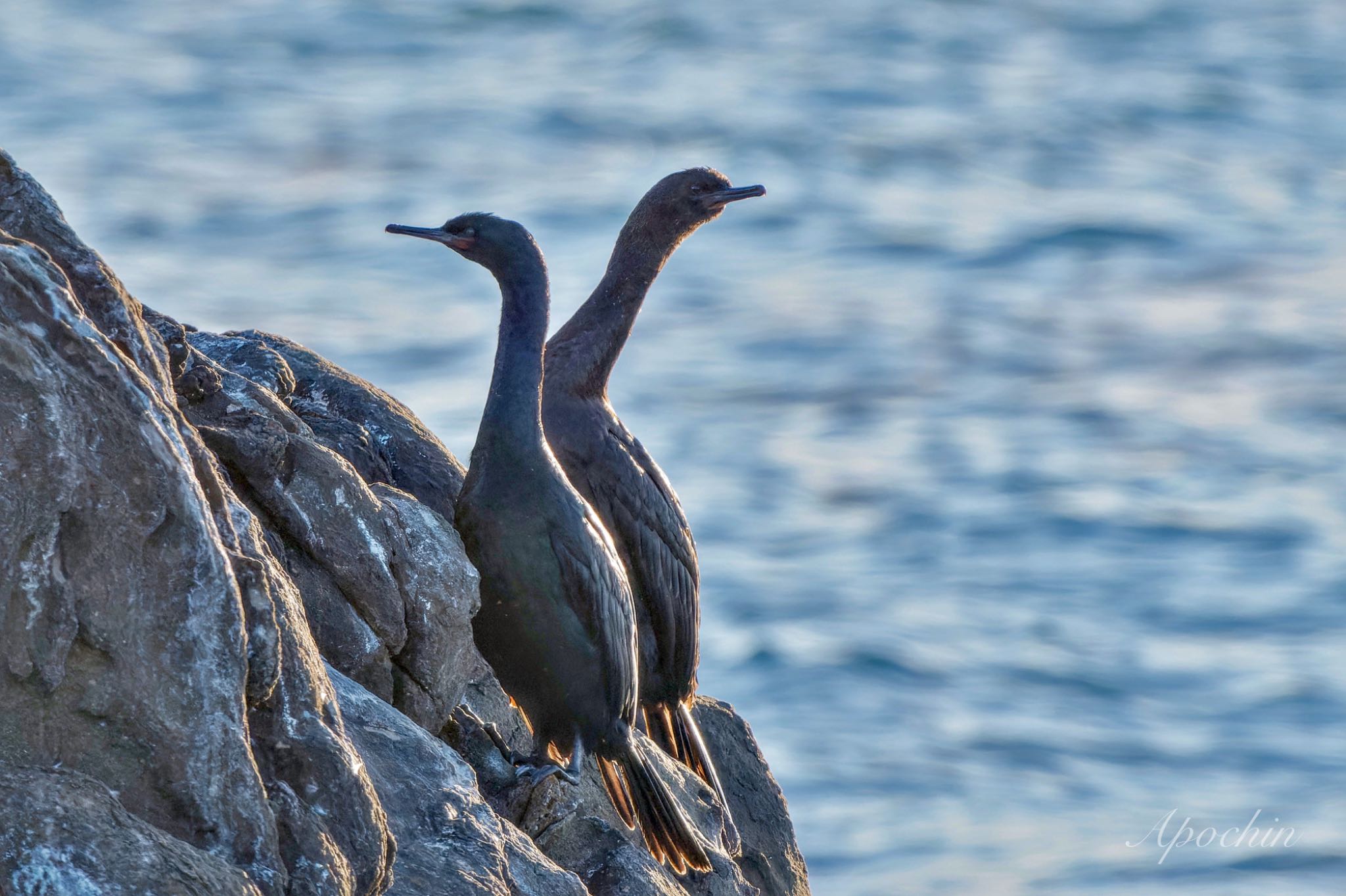 Pelagic Cormorant