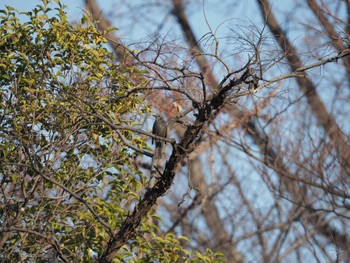 ヒヨドリ 善福寺公園 2023年12月24日(日)