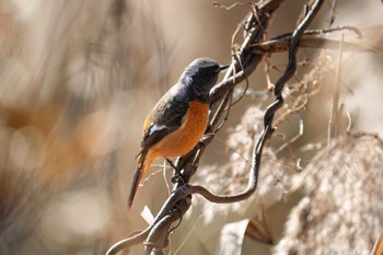 Daurian Redstart 名城公園 Tue, 12/26/2023