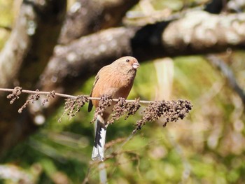 Siberian Long-tailed Rosefinch Hayatogawa Forest Road Tue, 12/26/2023