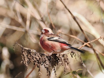 Siberian Long-tailed Rosefinch Hayatogawa Forest Road Tue, 12/26/2023