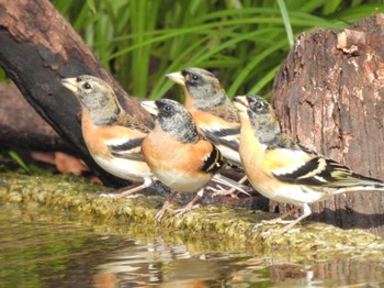 Wed, 12/27/2023 Birding report at Kyoto Gyoen