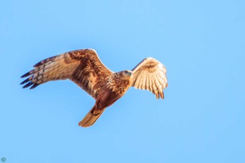 チュウヒ 渡良瀬遊水地 2023年12月23日(土)