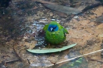 Blue-faced Parrotfinch Taronga Zoo Sydney  Mon, 7/2/2018