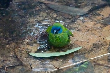 Blue-faced Parrotfinch