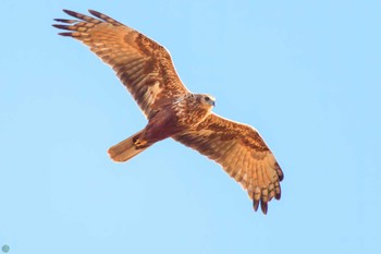 チュウヒ 渡良瀬遊水地 2023年12月23日(土)