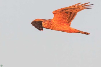 2023年12月23日(土) 渡良瀬遊水地の野鳥観察記録