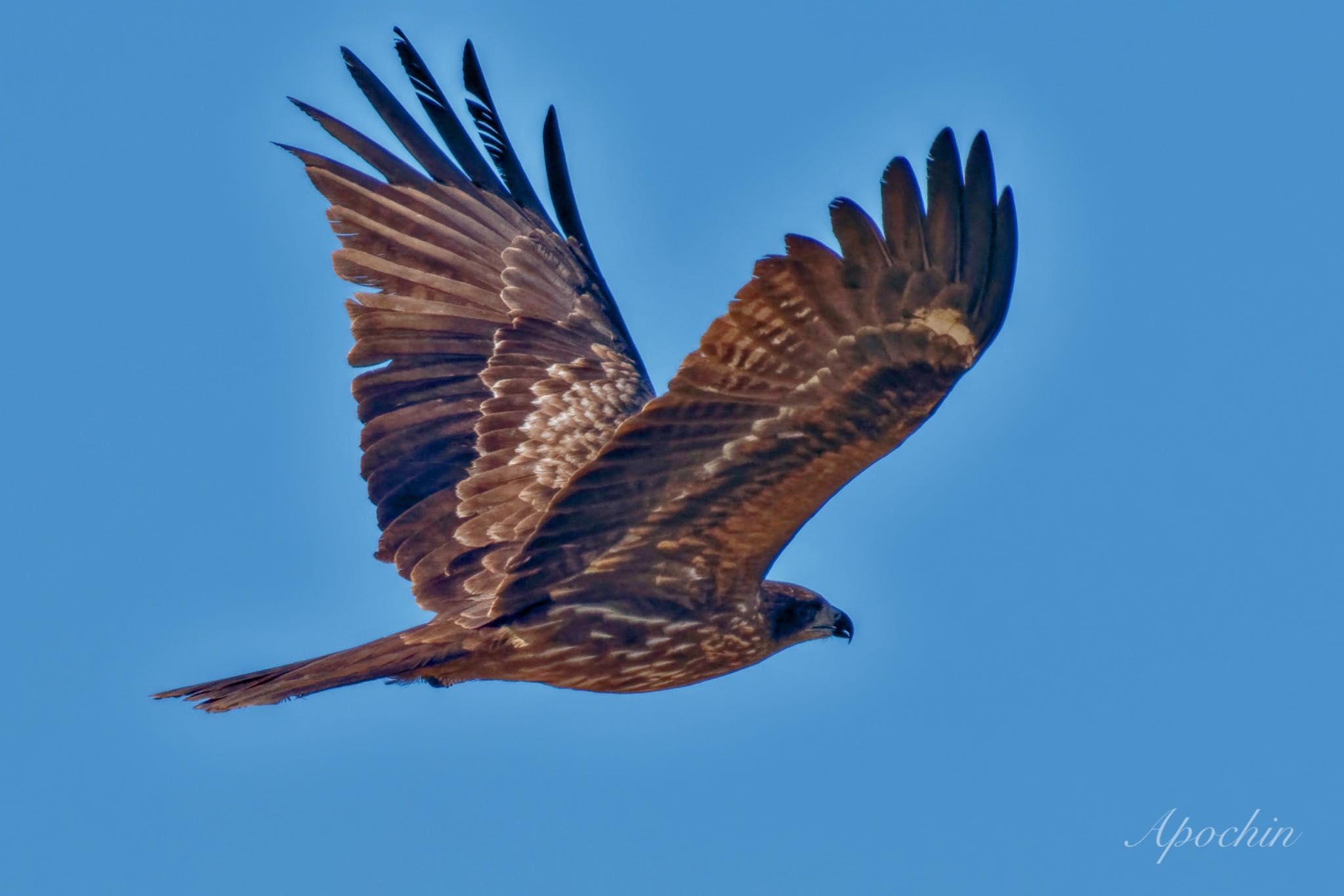 Black Kite