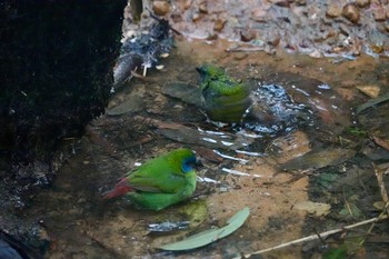 Blue-faced Parrotfinch Taronga Zoo Sydney  Mon, 7/2/2018