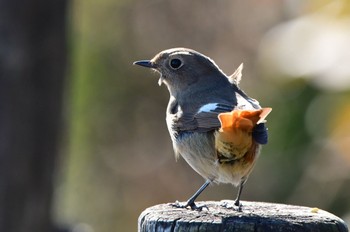 Daurian Redstart 磐田大池 Sat, 12/23/2023