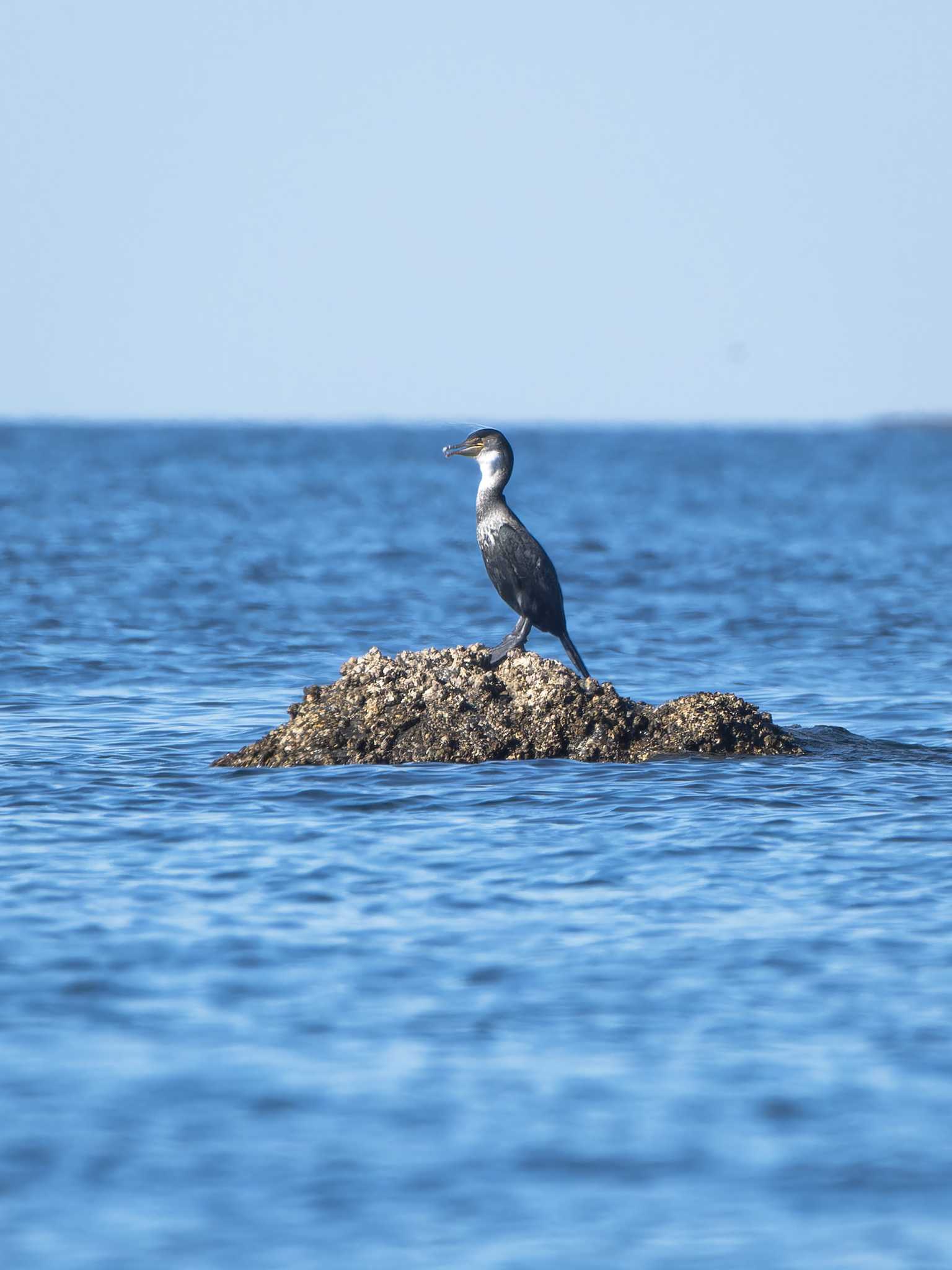 Photo of Japanese Cormorant at 長崎県 by ここは長崎