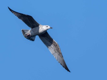 Vega Gull 長崎県 Sun, 12/10/2023