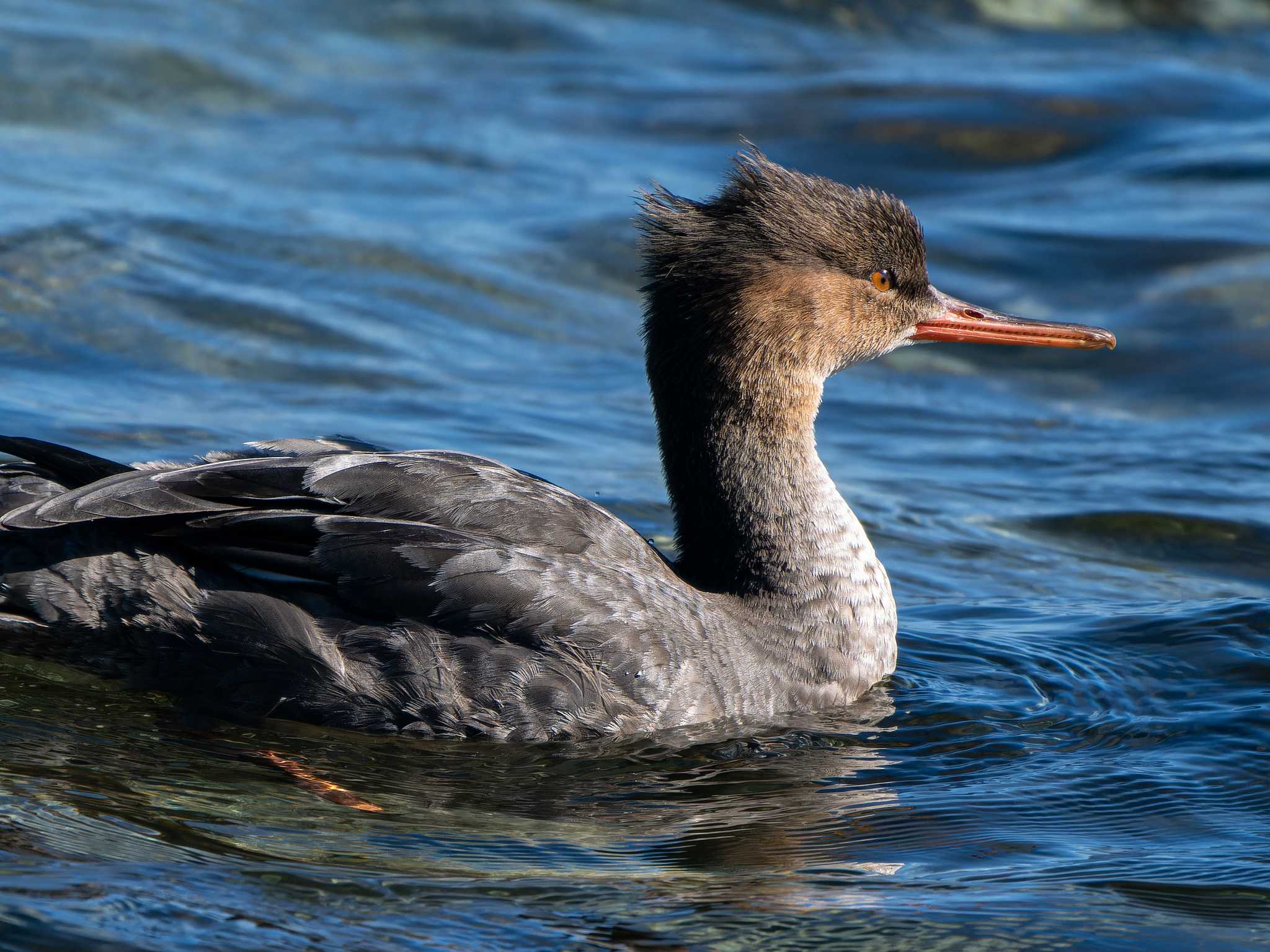 Red-breasted Merganser