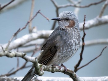 Tue, 12/12/2023 Birding report at 長崎県