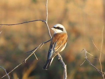 Red-backed Shrike