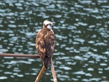 Osprey Hayatogawa Forest Road Sat, 10/21/2023