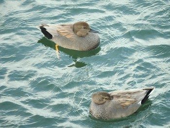 Gadwall 相模大堰 Sat, 12/16/2023