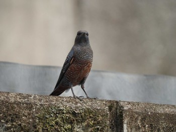 Blue Rock Thrush 津久井湖城山公園 Sun, 10/1/2023