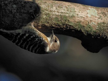 Japanese Pygmy Woodpecker 新治市民の森 Fri, 11/3/2023