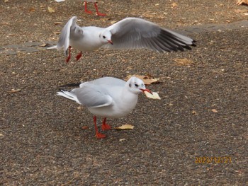 ユリカモメ 不忍池(上野恩賜公園) 2023年12月27日(水)