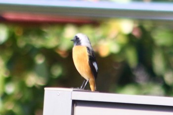 2018年10月25日(木) 羽村市の野鳥観察記録